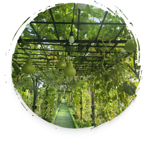 VƯỜN RAU ORGANIC